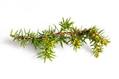 Beyaz izole bir arkaplanda ardıç dalları