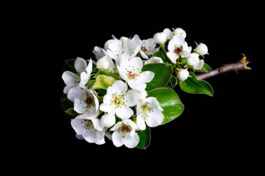 Siyah izole bir arkaplanda beyaz elma çiçekleri açar