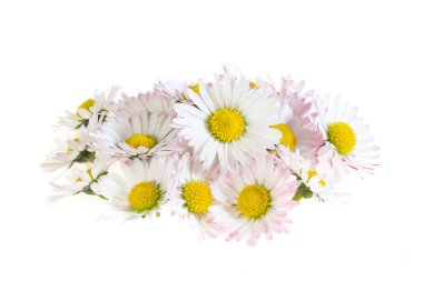 Beyaz izole bir arkaplanda papatya çiçekleri