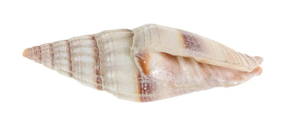 Skorupa Ślimak Morski Biały Tło — Zdjęcie stockowe