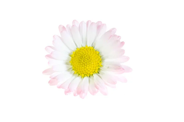 白い孤立した背景にデイジーの花 — ストック写真