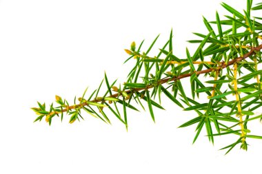 Beyaz izole bir arkaplanda ardıç dalları