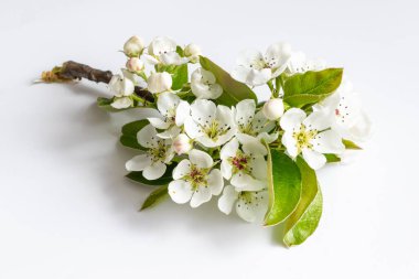 Beyaz arkaplanda beyaz elma çiçekleri var.