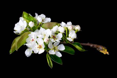 Siyah izole bir arkaplanda beyaz elma çiçekleri açar