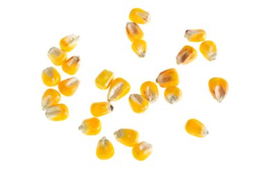 İzole edilmiş beyaz arkaplanda mısır taneleri