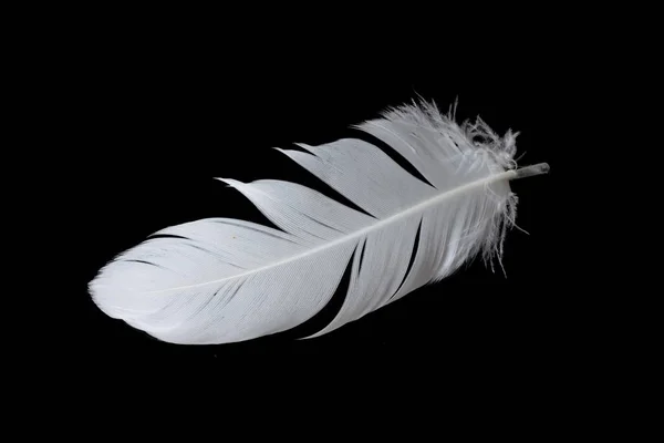 Pluma Blanca Ganso Sobre Fondo Negro — Foto de Stock