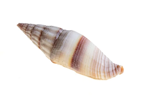 Shell Sea Snail White Background — Stock Photo, Image