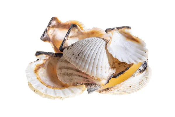 Shell Sea Snail White Background — Stock Photo, Image