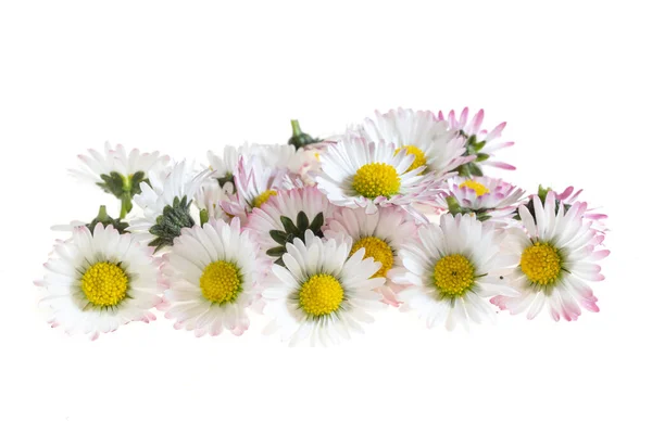 Daisy Flowers White Isolated Background — ストック写真