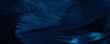 Mavi şahin tüyleri görünür detaylarla. arkaplan veya doku