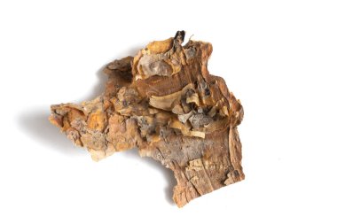 Beyaz izole bir arkaplanda çam kabuğu