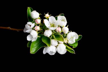 Siyah izole bir arkaplanda beyaz elma çiçekleri açar
