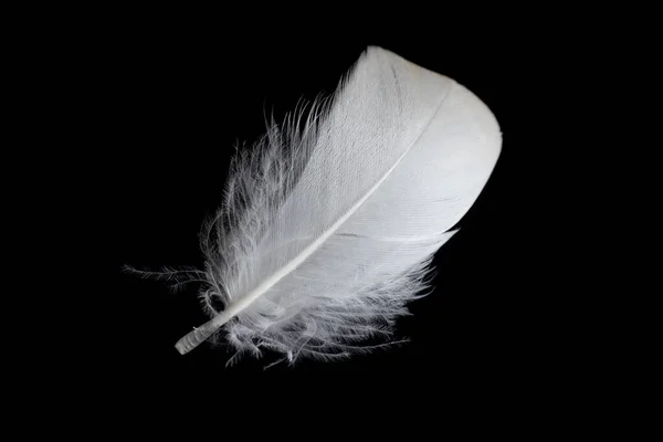 White Feather Goose Black Background — 스톡 사진