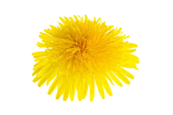 Yellow Flower Dandelion White Isolated Background — ストック写真