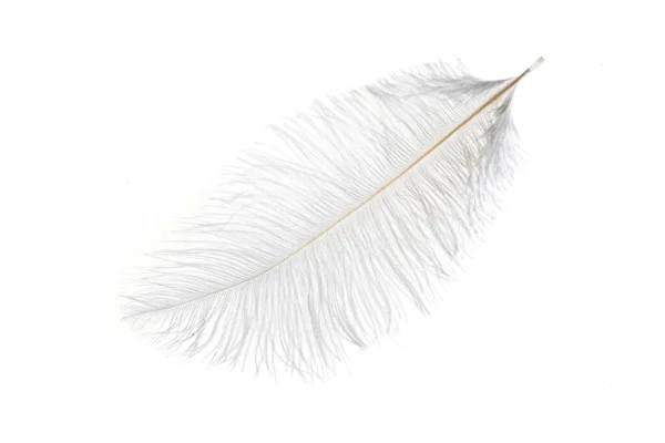 White Ostrich Feather White Isolated Background — 스톡 사진