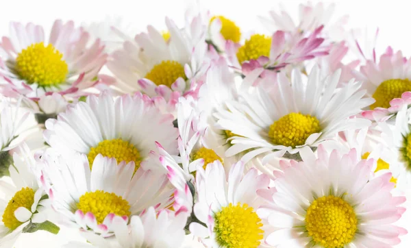 Daisy Flowers Visible Details Background Texture —  Fotos de Stock