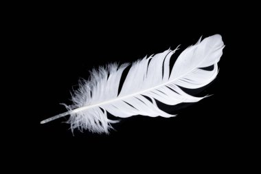 Siyah arka planda beyaz kaz tüyü