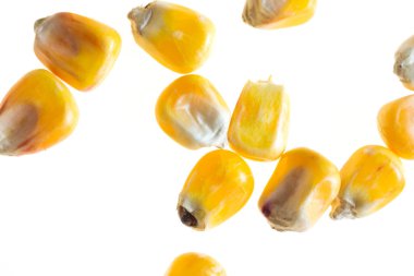 İzole edilmiş beyaz arkaplanda mısır taneleri