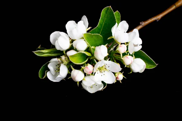White Apple Blossoms Black Isolated Background — Stock Photo, Image