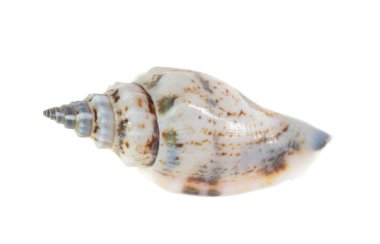 Beyaz arka planda deniz salyangozunun kabuğu