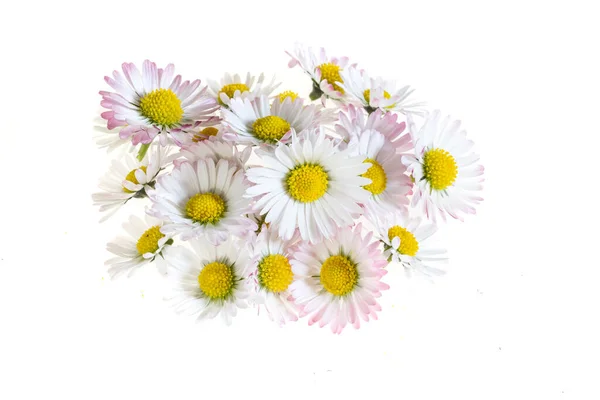 Madeliefje Bloemen Een Witte Geïsoleerde Achtergrond — Stockfoto