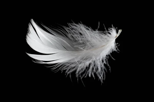 White Feather Goose Black Background — Photo