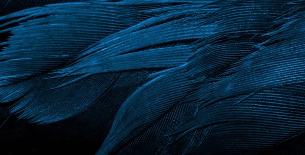 Kék Sólyomtollak Látható Részletességgel Háttér Vagy Textúra — Stock Fotó