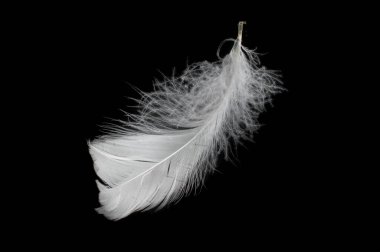 Siyah arka planda beyaz kaz tüyü