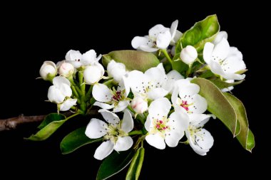 Siyah izole bir arkaplanda beyaz elma çiçekleri açar