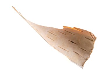 Beyaz izole arkaplanda huş ağacı kabuğu