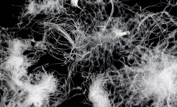 Siyah arka planda beyaz kaz