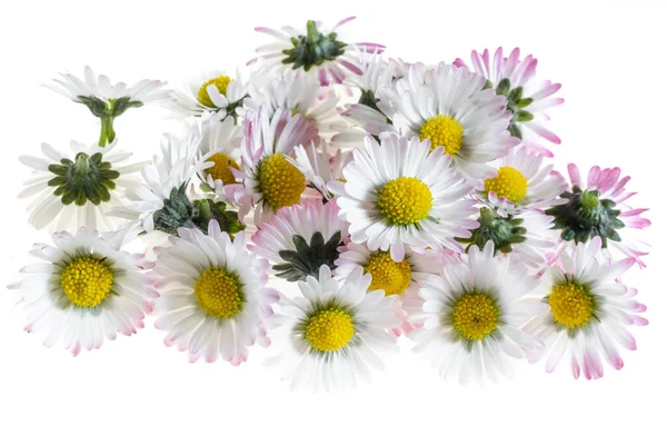 Madeliefje Bloemen Een Witte Geïsoleerde Achtergrond — Stockfoto