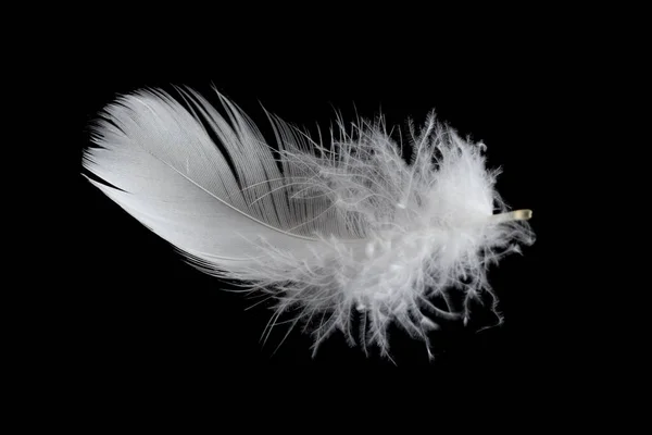 White Feather Goose Black Background — Stock Photo, Image