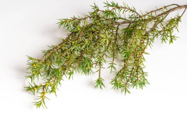 Beyaz izole bir arkaplanda ardıç dalları