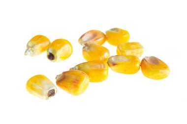 corn grains on a white isolated background