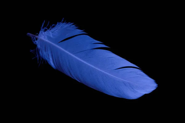 Blue Feather Goose Black Background — Stock Photo, Image
