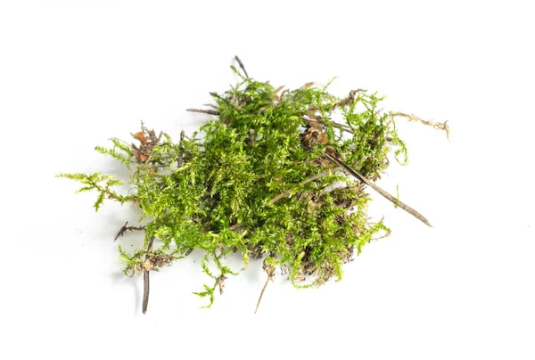 Green Moss White Isolated Background — Stock Photo, Image