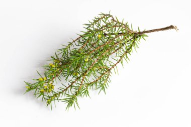 Beyaz izole bir arkaplanda ardıç dalları