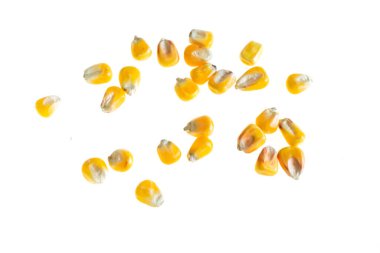 İzole edilmiş beyaz arkaplanda mısır taneleri