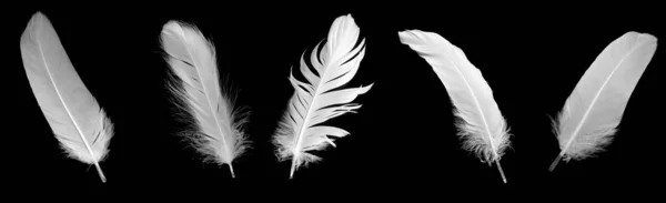 White Feather Goose Black Background — Photo