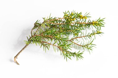 Beyaz izole bir arkaplanda ardıç dalları