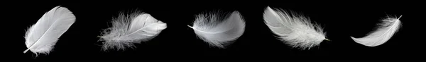 White Feather Goose Black Background — Stock Photo, Image