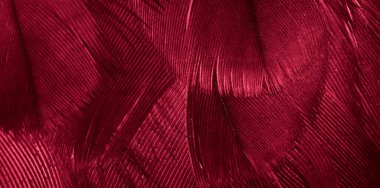 Kızıl Şahin tüyleri görünür detaylarla. arkaplan veya doku