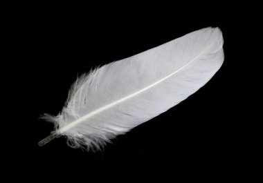 Siyah arka planda beyaz kaz tüyü