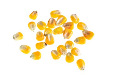 İzole edilmiş beyaz arkaplanda mısır taneleri