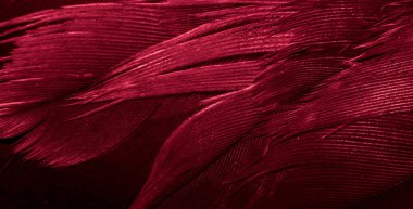 Kızıl Şahin tüyleri görünür detaylarla. arkaplan veya doku