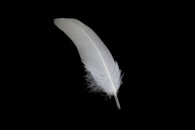 Siyah arka planda beyaz kaz tüyü