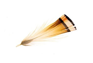 Beyaz izole arkaplanda sülün tüyü