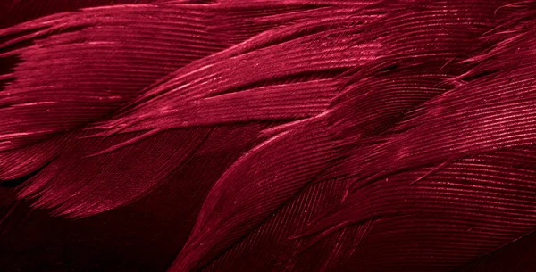 Kızıl Şahin tüyleri görünür detaylarla. arkaplan veya doku