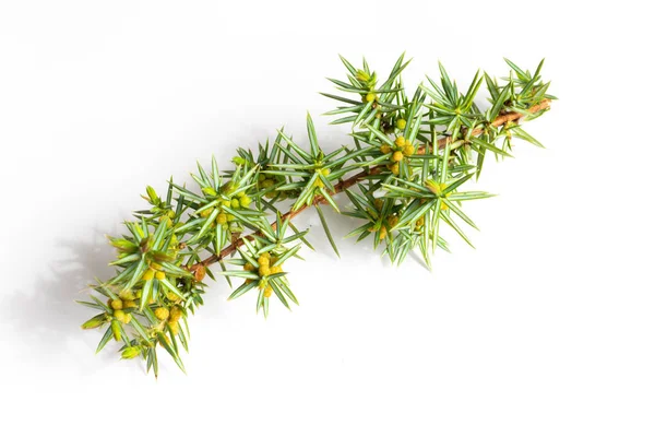 Beyaz izole bir arkaplanda ardıç dalları